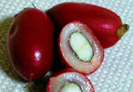 Cây[-]thần[-]kỳ[-]chẳng[-]hề[-]thần[-]kỳ